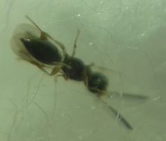 Conostigmus