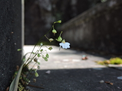 Utricularia striatula