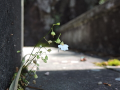 Utricularia striatula