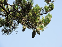 Pinus fenzeliana