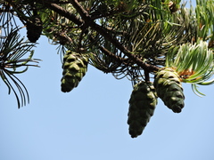 Pinus fenzeliana