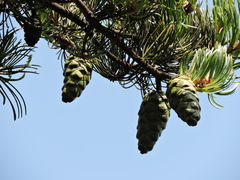 Pinus fenzeliana
