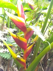 Heliconia bihai