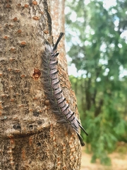 Phiala