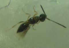 Conostigmus