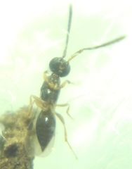 Conostigmus