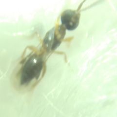 Conostigmus