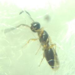Conostigmus