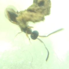Conostigmus