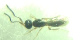 Conostigmus