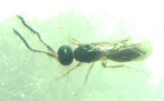 Conostigmus