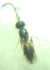 Conostigmus