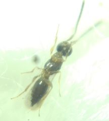 Conostigmus