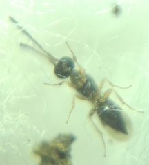 Conostigmus