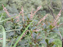 Clethra bodinieri