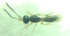 Conostigmus