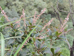 Clethra bodinieri