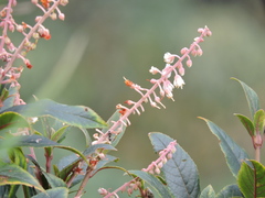 Clethra bodinieri