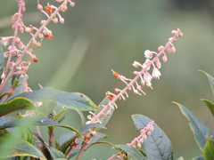 Clethra bodinieri