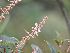 Clethra bodinieri