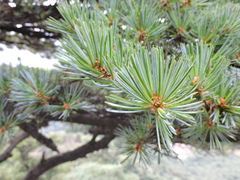 Pinus fenzeliana