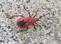 Probergrothius nigricornis