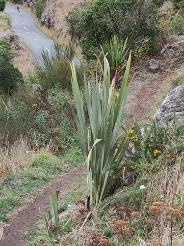 Phormium tenax