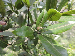 Quercus phillyreoides