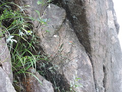 Rhododendron rhuyuenense