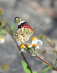Argynnis hyperbius