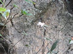 Rhododendron rhuyuenense