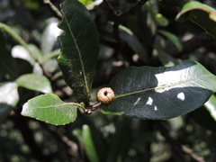 Quercus phillyreoides