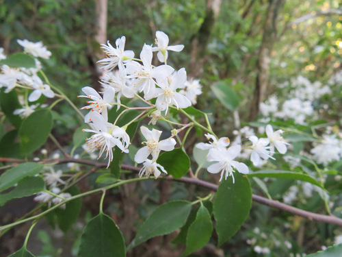 Image of Symplocos myrtacea by (c) Marco Mussita, some rights reserved (CC BY)