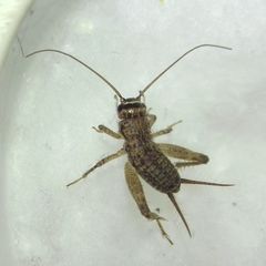 Modicogryllus truncatus