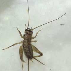 Modicogryllus truncatus
