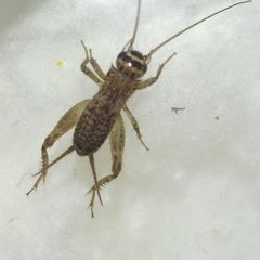 Modicogryllus truncatus