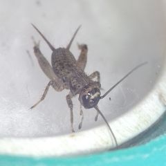 Modicogryllus truncatus