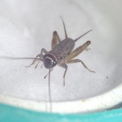 Modicogryllus truncatus