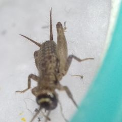 Modicogryllus truncatus