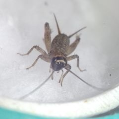 Modicogryllus truncatus