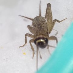 Modicogryllus truncatus