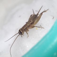 Modicogryllus truncatus