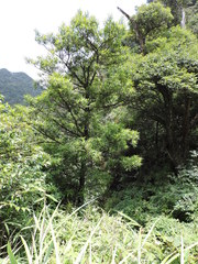 Podocarpus neriifolius