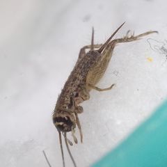 Modicogryllus truncatus