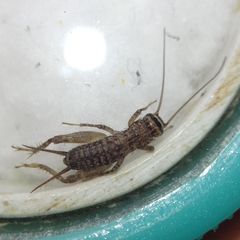 Modicogryllus truncatus