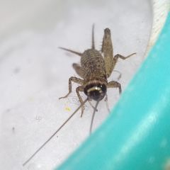 Modicogryllus truncatus