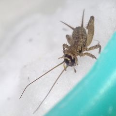 Modicogryllus truncatus