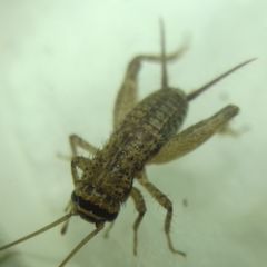 Modicogryllus truncatus