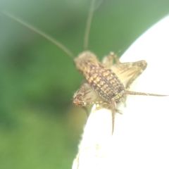Modicogryllus truncatus