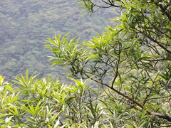 Podocarpus neriifolius